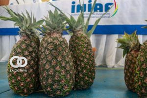 Foto: INIAF